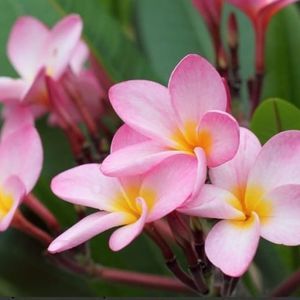 Meet your Posher, Gisel